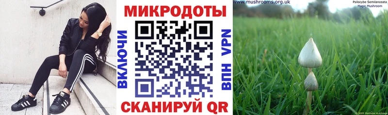 kraken tor наркошоп Бугульма Псилоцибиновые грибы мицелий